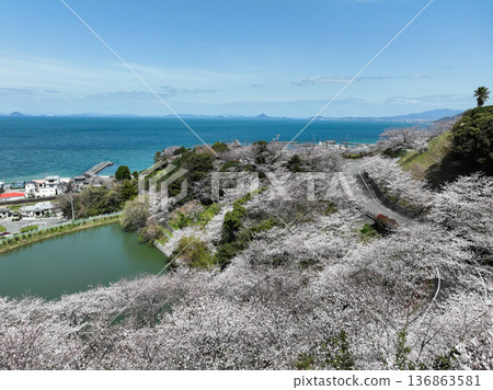 Cherry blossoms at Futami Shiokaze Fureai Park, Iyo City, Ehime Prefecture Cherry blossoms at Futami Shiokaze Fureai Park, Iyo City, Ehime Prefecture 136863581
