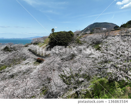 Cherry blossoms at Futami Shiokaze Fureai Park, Iyo City, Ehime Prefecture Cherry blossoms at Futami Shiokaze Fureai Park, Iyo City, Ehime Prefecture 136863584