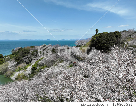 愛媛郡伊予市二見潮風親愛公園的櫻花 136863585