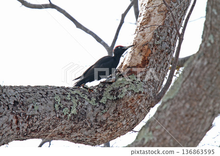 Japan's largest woodpecker, black woodpecker, black woodpecker, Hokkaido wild bird Japan's largest woodpecker, black woodpecker, black woodpecker, Hokkaido wild bird 136863595