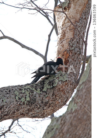 日本最大的啄木鳥，黑啄木鳥，北海道野鳥 136863599
