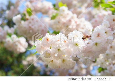 White cherry flowers on tree branch in spring garden with soft sun light and bokeh background White cherry flowers on tree branch in spring garden with soft sun light and bokeh background 136863840
