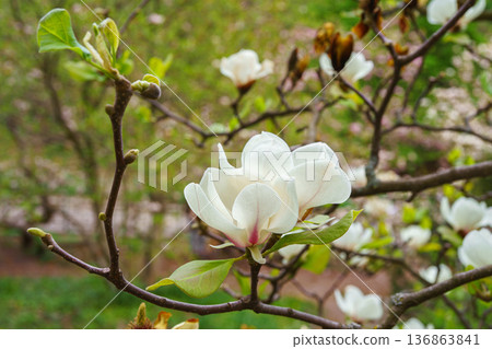 White magnolia soulangeana Alba Superba flowers blooming on tree branch in spring garden background 136863841