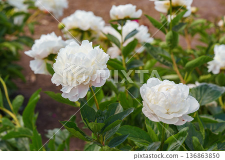 Blooming white peony flowers in sunny garden with green leaves and natural plant background Blooming white peony flowers in sunny garden with green leaves and natural plant background 136863850