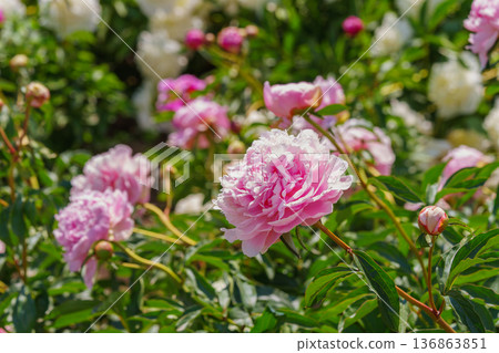 Blooming pink peony flowers in sunny garden with green leaves and natural plant background Blooming pink peony flowers in sunny garden with green leaves and natural plant background 136863851