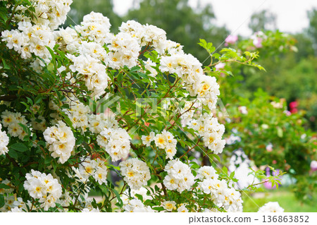 White multiflora rose bush flowers blooming in garden with green leaves and natural background White multiflora rose bush flowers blooming in garden with green leaves and natural background 136863852