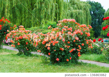 Bushes of soft peach pink rose bushes with flowers blooming in garden on green natural background Bushes of soft peach pink rose bushes with flowers blooming in garden on green natural background 136863862