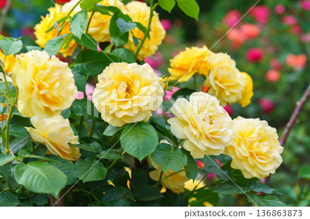 Branch of bright yellow rose flowers blooming in garden with green leaves and natural background Branch of bright yellow rose flowers blooming in garden with green leaves and natural background 136863873