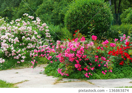 Colorful rose bushes with pink and red blooming flowers in lush summer garden landscape background Colorful rose bushes with pink and red blooming flowers in lush summer garden landscape background 136863874