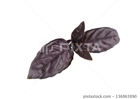 Close up, macro of purple basil leaves isolated on white background, fresh aromatic herb for cook Close up, macro of purple basil leaves isolated on white background, fresh aromatic herb for cook 136863890