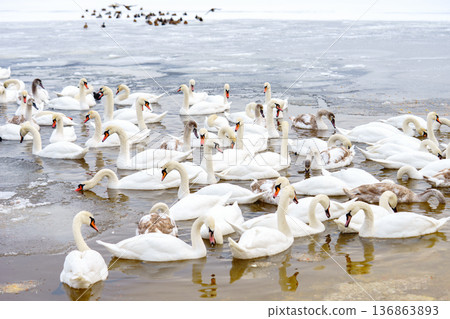 Large bird family, flock of white mute swans swimming together on icy winter lake, wildlife scene Large bird family, flock of white mute swans swimming together on icy winter lake, wildlife scene 136863893