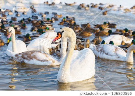 White swans and ducks swimming on winter lake with icy water. Migration and natural animal behavior 136863896