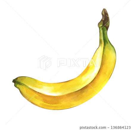 A single ripe banana on an isolated background. Watercolor illustration of a realistic yellow fruit. Botanical clipart in natural colors for healthy food themes, menus and baby food for children. 136864123