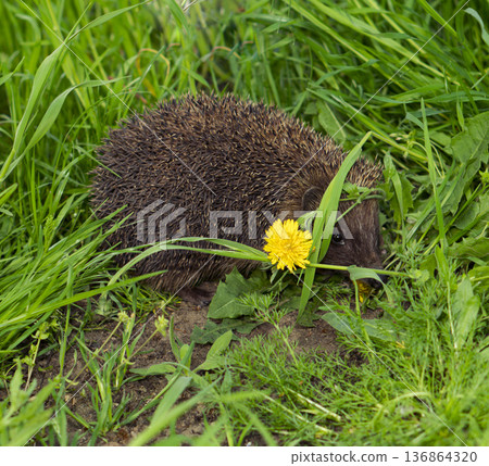 hedgehog, mammals small animal, hides in herbaceous plants 136864320