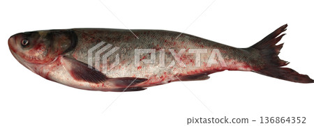 Whole raw silver carp fish close-up on a white background in isolation Whole raw silver carp fish close-up on a white background in isolation 136864352