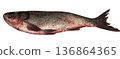 Whole raw silver carp fish close-up on a white background in isolation 136864365