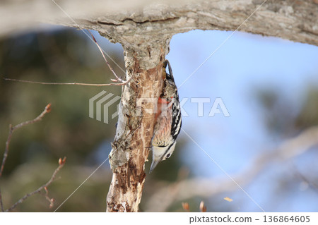 白背啄木鳥、大斑啄木鳥、大斑啄木鳥、大斑啄木鳥、北海道野鳥 136864605