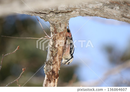 白背啄木鳥、大斑啄木鳥、大斑啄木鳥、大斑啄木鳥、北海道野鳥 136864607