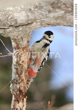 白背啄木鳥、大斑啄木鳥、大斑啄木鳥、大斑啄木鳥、北海道野鳥 136864608
