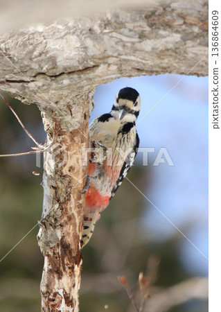 白背啄木鳥、大斑啄木鳥、大斑啄木鳥、大斑啄木鳥、北海道野鳥 136864609