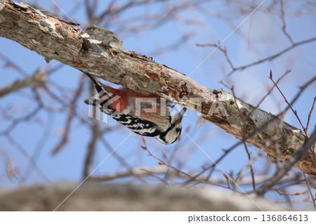 White-backed Woodpecker, Great Spotted Woodpecker, Great Spotted Woodpecker, Great Spotted Woodpecker, Hokkaido Wild Bird 136864613