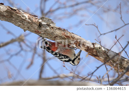 White-backed Woodpecker, Great Spotted Woodpecker, Great Spotted Woodpecker, Great Spotted Woodpecker, Hokkaido Wild Bird 136864615
