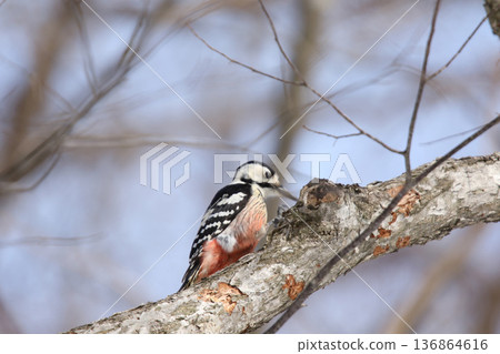White-backed Woodpecker, Great Spotted Woodpecker, Great Spotted Woodpecker, Great Spotted Woodpecker, Hokkaido Wild Bird 136864616
