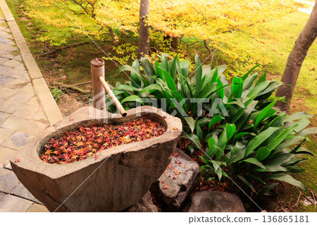 京都的秋天：建仁寺春庭園的秋葉，位於鳥頭盆地 136865181