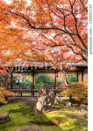 Autumn in Kyoto: Autumn leaves at the Choon Garden at Kenninji Temple Autumn in Kyoto: Autumn leaves at the Choon Garden at Kenninji Temple 136865197