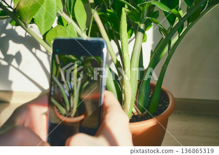 Hand holding smartphone documenting new zamioculcas shoot in sunlight Hand holding smartphone documenting new zamioculcas shoot in sunlight 136865319