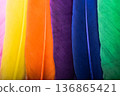 Studio shot macro photo colored bird feathers 136865421