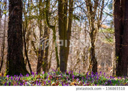 many purple crocus flowers blooming in the forest. nature background of berezynka park in transcarpathia, europe. beautiful landscape in early spring. scenery in morning. shallow depth of field 136865510