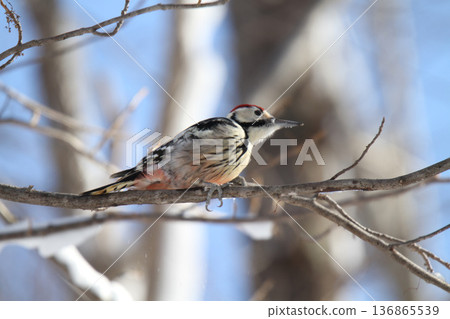 Great spotted woodpecker, Great spotted woodpecker, Great spotted woodpecker, Hokkaido wild birds eating nuts 136865539