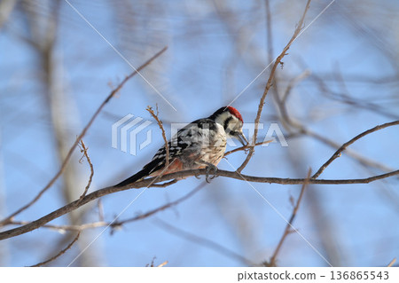 Great spotted woodpecker, Great spotted woodpecker, Great spotted woodpecker, Hokkaido wild birds eating nuts 136865543