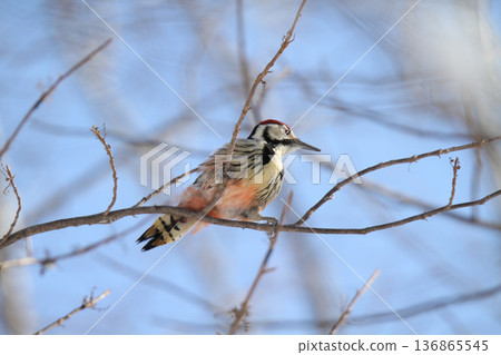 大斑啄木鳥，大斑啄木鳥，大斑啄木鳥，北海道野生鳥類吃堅果 136865545
