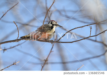 Great spotted woodpecker, Great spotted woodpecker, Great spotted woodpecker, Hokkaido wild birds eating nuts 136865546