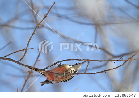 大斑啄木鳥，大斑啄木鳥，大斑啄木鳥，北海道野生鳥類吃堅果 136865548
