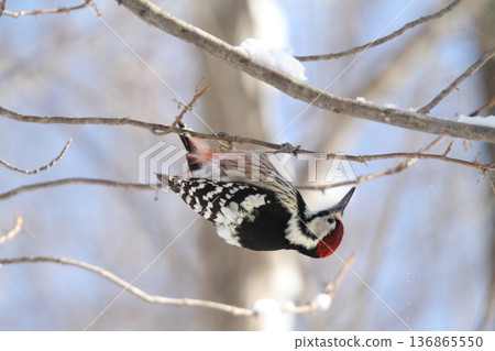Great spotted woodpecker, Great spotted woodpecker, Great spotted woodpecker, Hokkaido wild birds eating nuts 136865550