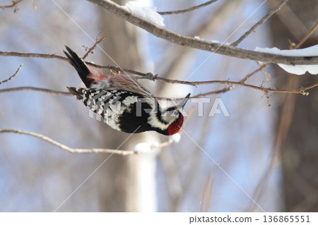 Great spotted woodpecker, Great spotted woodpecker, Great spotted woodpecker, Hokkaido wild birds eating nuts 136865551