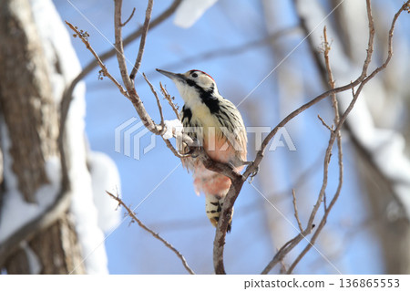 Great spotted woodpecker, Great spotted woodpecker, Great spotted woodpecker, Hokkaido wild birds eating nuts 136865553