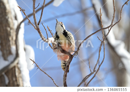 Great spotted woodpecker, Great spotted woodpecker, Great spotted woodpecker, Hokkaido wild birds eating nuts 136865555