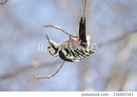 Great spotted woodpecker, Great spotted woodpecker, Great spotted woodpecker, Hokkaido wild birds eating nuts Great spotted woodpecker, Great spotted woodpecker, Great spotted woodpecker, Hokkaido wild birds eating nuts 136865561