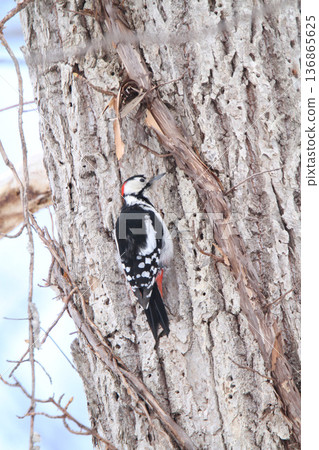 Great spotted woodpecker (male) Hokkaido wild bird 136865625