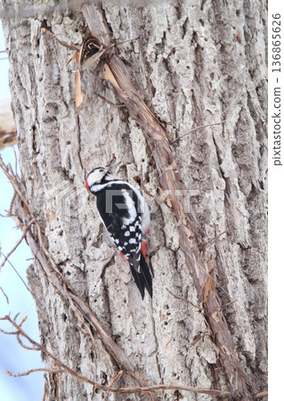 大斑啄木鳥（雄性）北海道野生鳥類 136865626