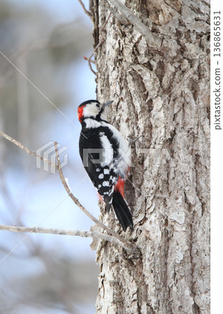 大斑啄木鳥（雄性）北海道野生鳥類 136865631