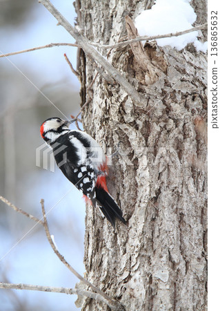 大斑啄木鳥（雄性）北海道野生鳥類 136865632
