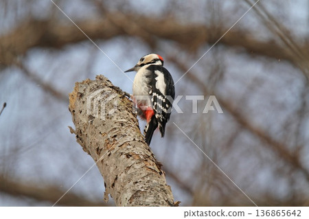 大斑啄木鳥(雄性)北海道野生鳥類 大斑啄木鳥(雄性)北海道野生鳥類 136865642
