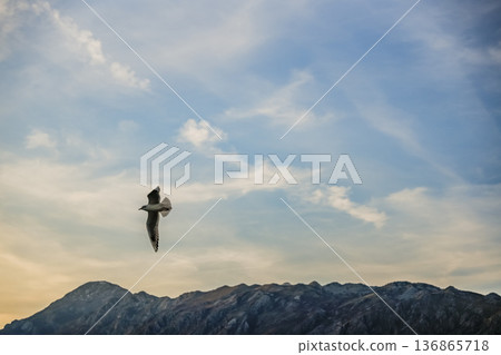 Seagull Flying Over Mountains at Sunset 136865718