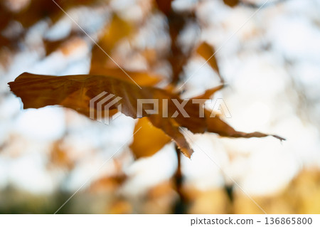 Single Leaf Under The Sun In Autumn, Close Up 136865800