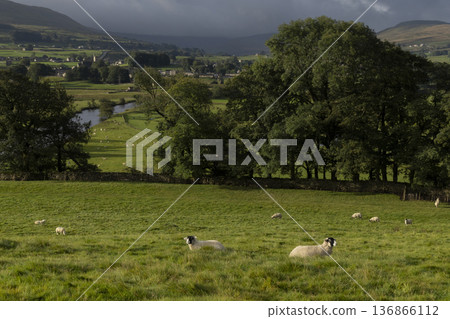 Landscape with sheep Landscape with sheep 136866112